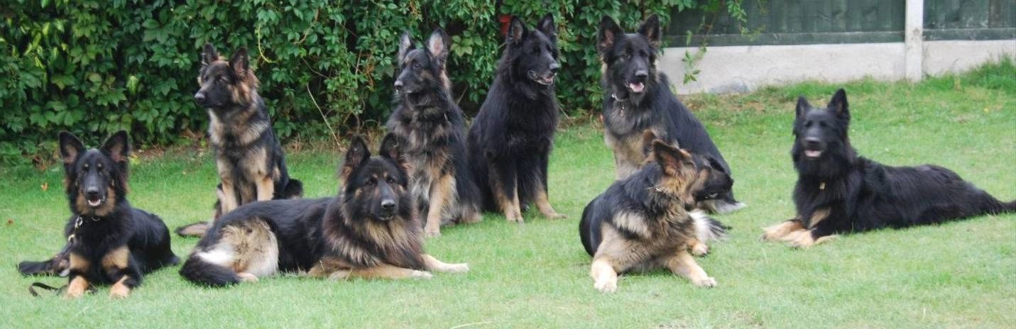 Long coat german 2025 shepherd black